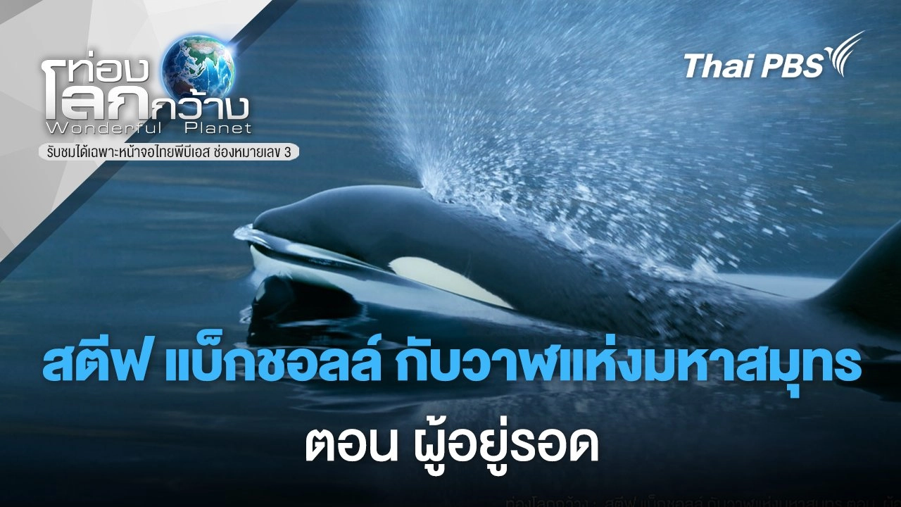 สตีฟ แบ็กชอลล์ กับวาฬแห่งมหาสมุทร ตอน ผู้อยู่รอด