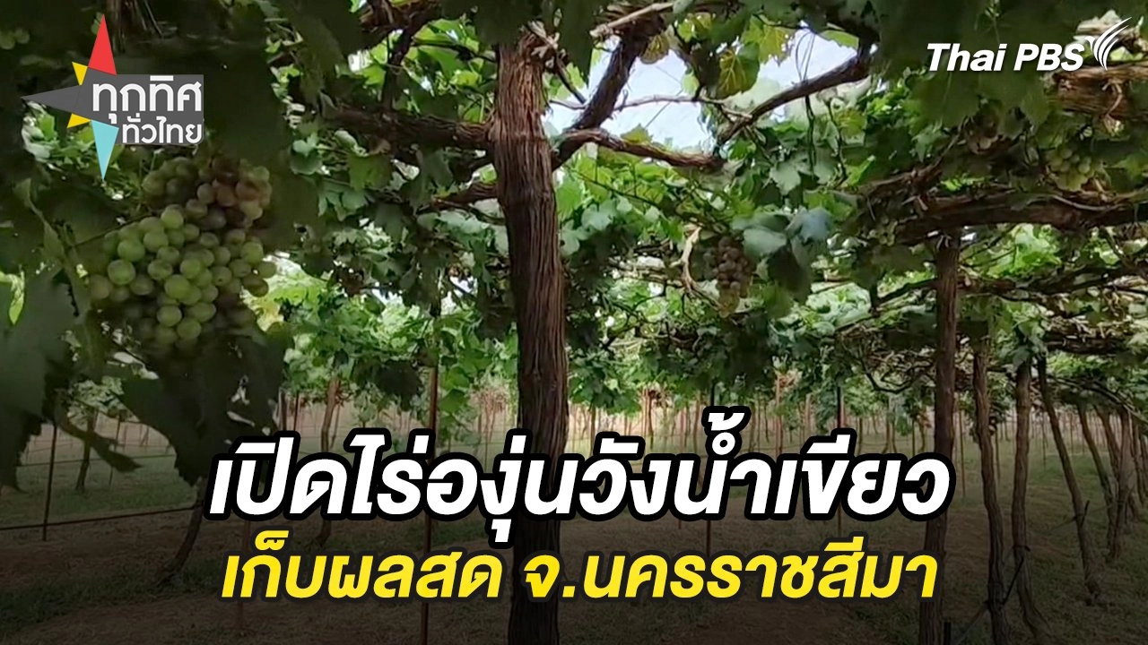 เปิดไร่องุ่นวังน้ำเขียวเก็บผลสด จ.นครราชสีมา