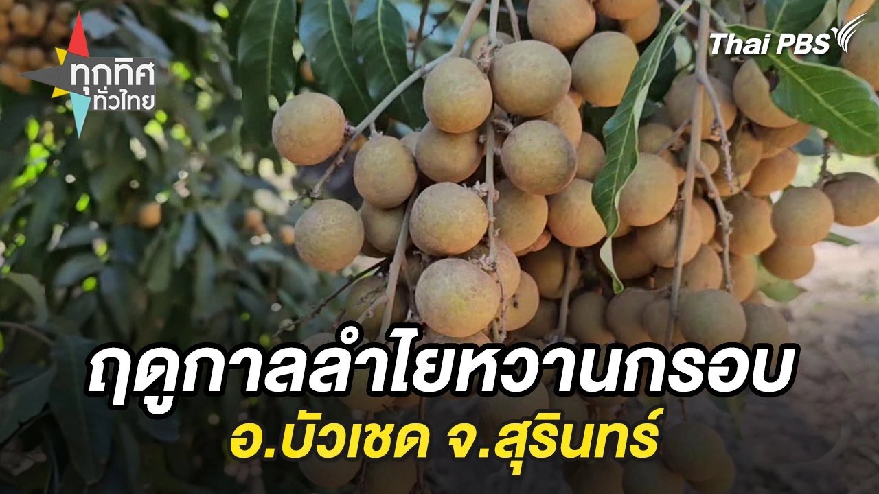 ฤดูกาลลำไยหวานกรอบ อ.บัวเชด จ.สุรินทร์