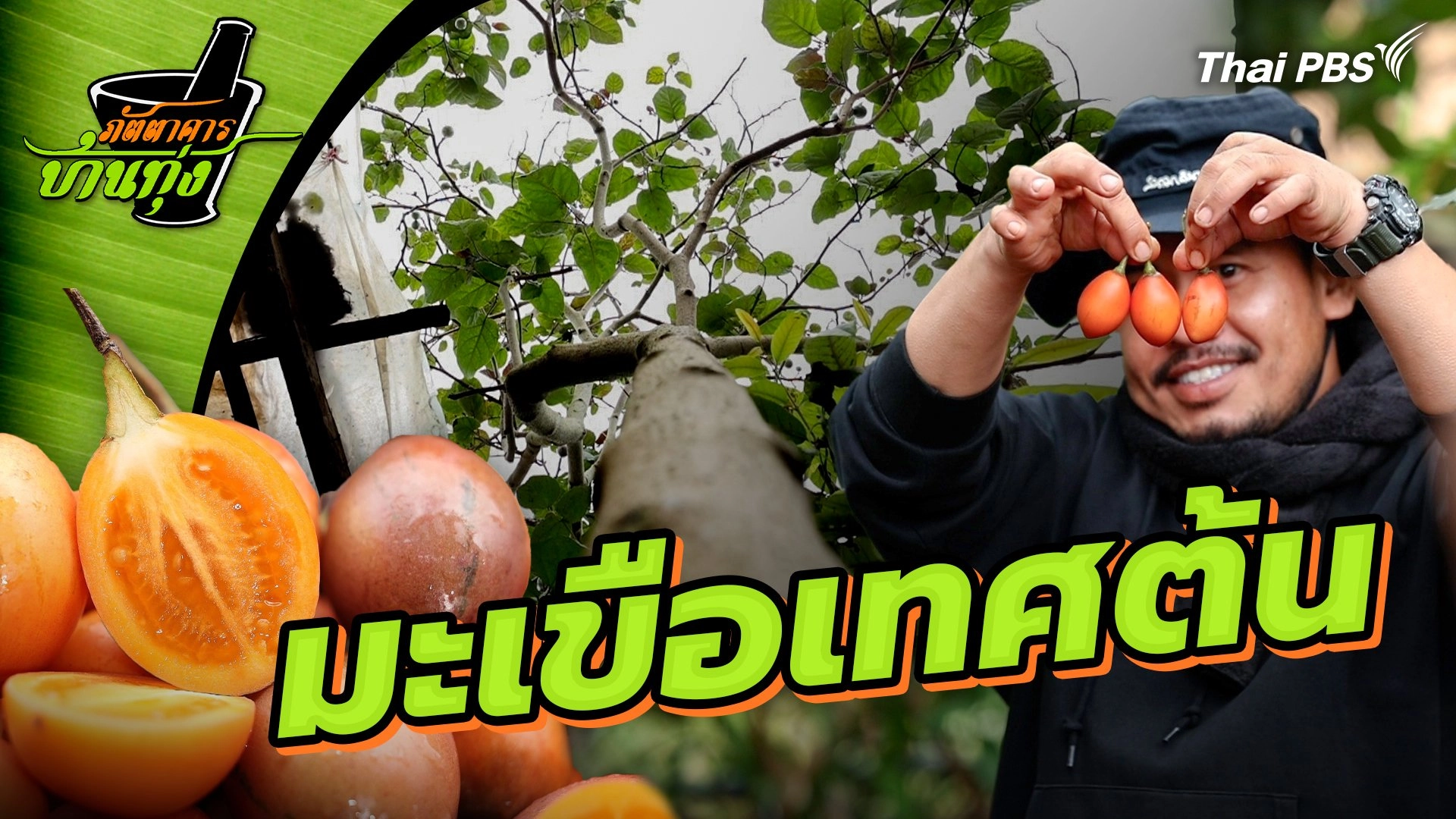 มะเขือเทศต้น