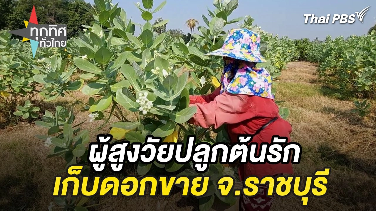 ผู้สูงวัยปลูกต้นรักเก็บดอกขาย จ.ราชบุรี