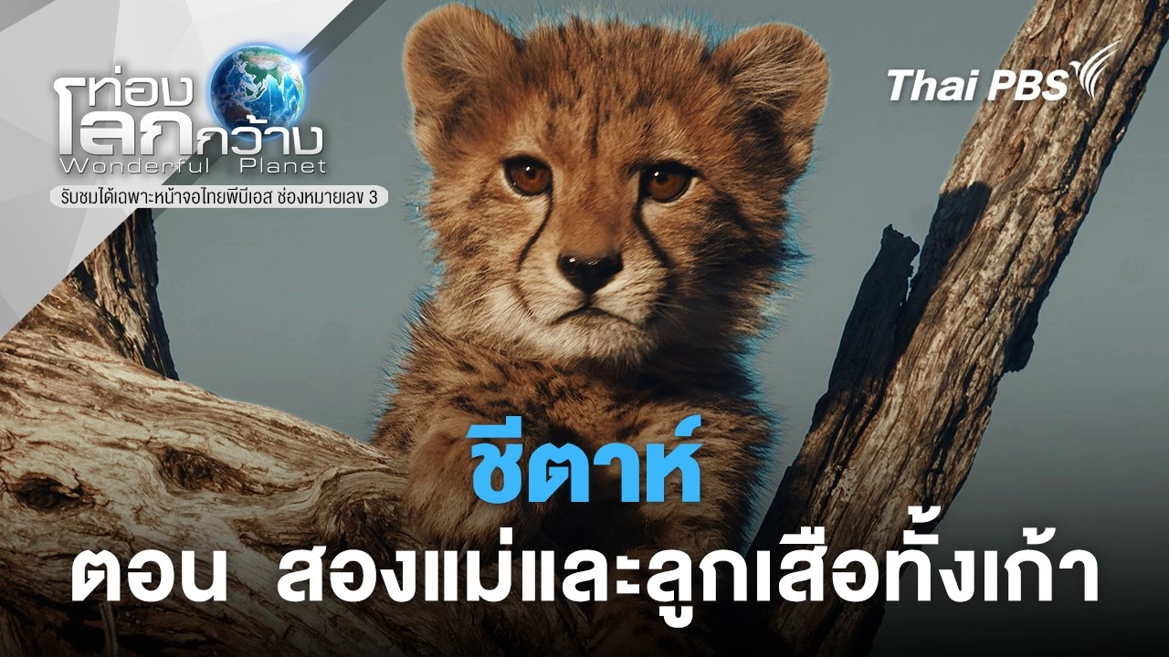 ชีตาห์  ตอน  สองแม่และลูกเสือทั้งเก้า