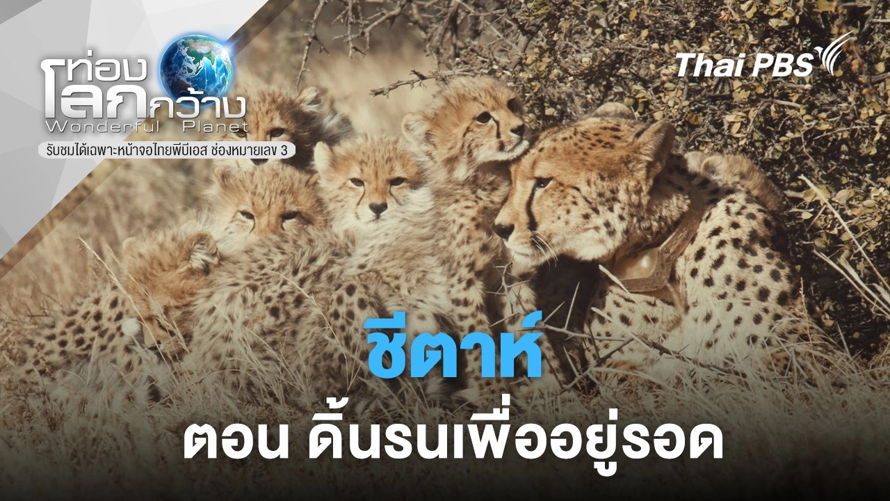 ชีตาห์  ตอน  ดิ้นรนเพื่ออยู่รอด