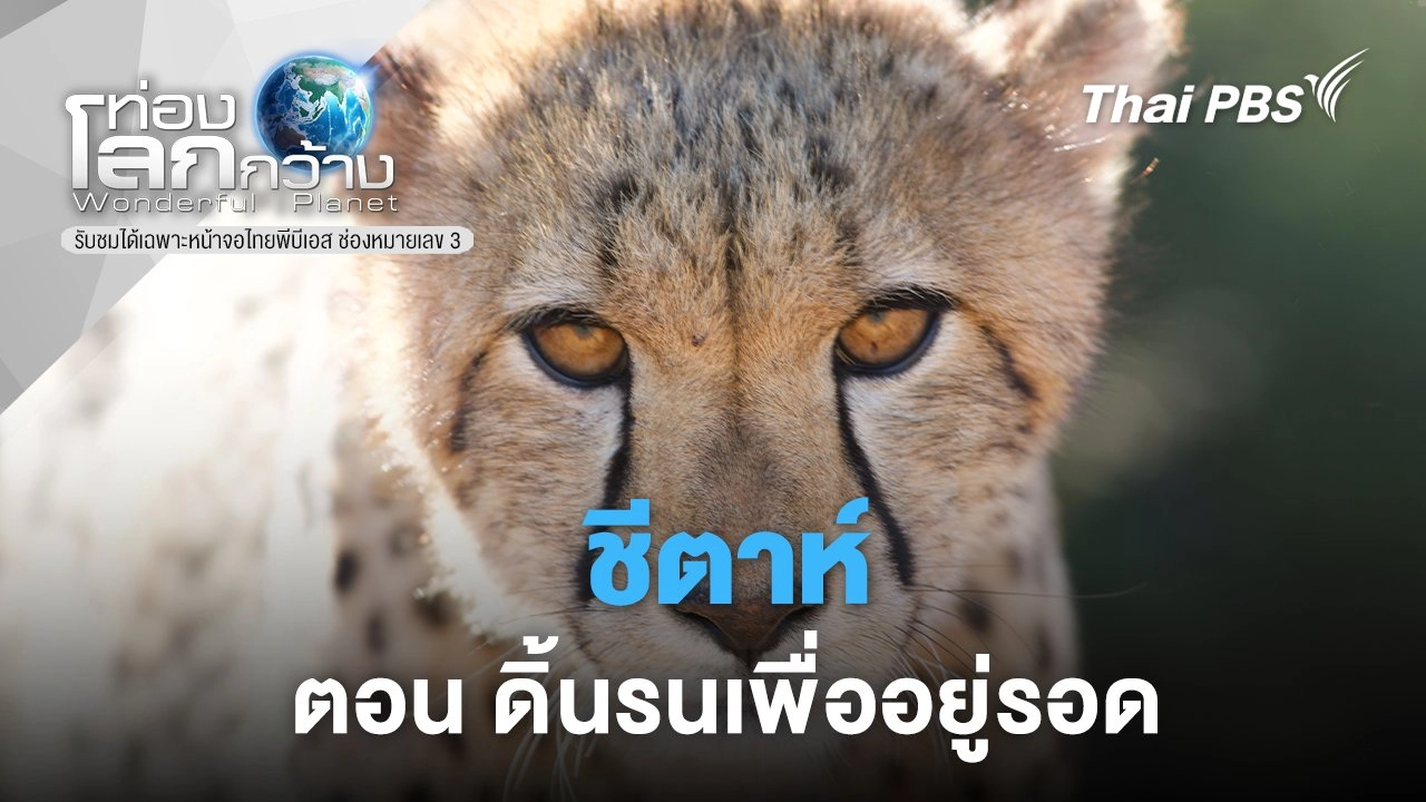 ชีตาห์  ตอน  ลาจากและพบเจอ