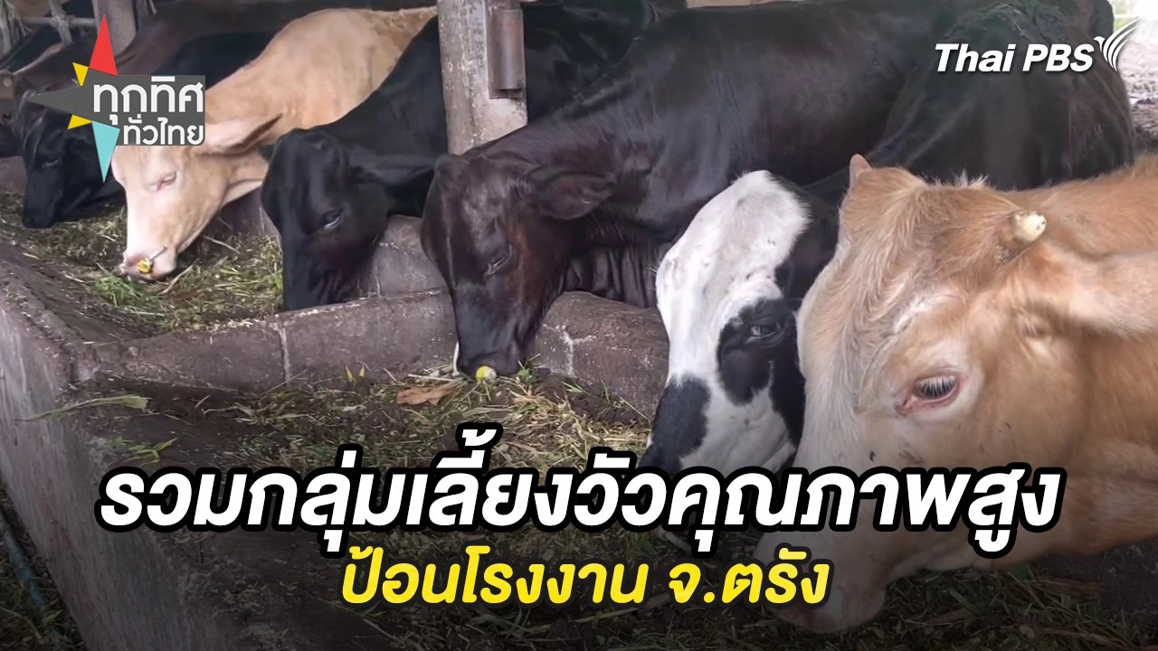 รวมกลุ่มเลี้ยงวัวคุณภาพสูงป้อนโรงงาน จ.ตรัง
