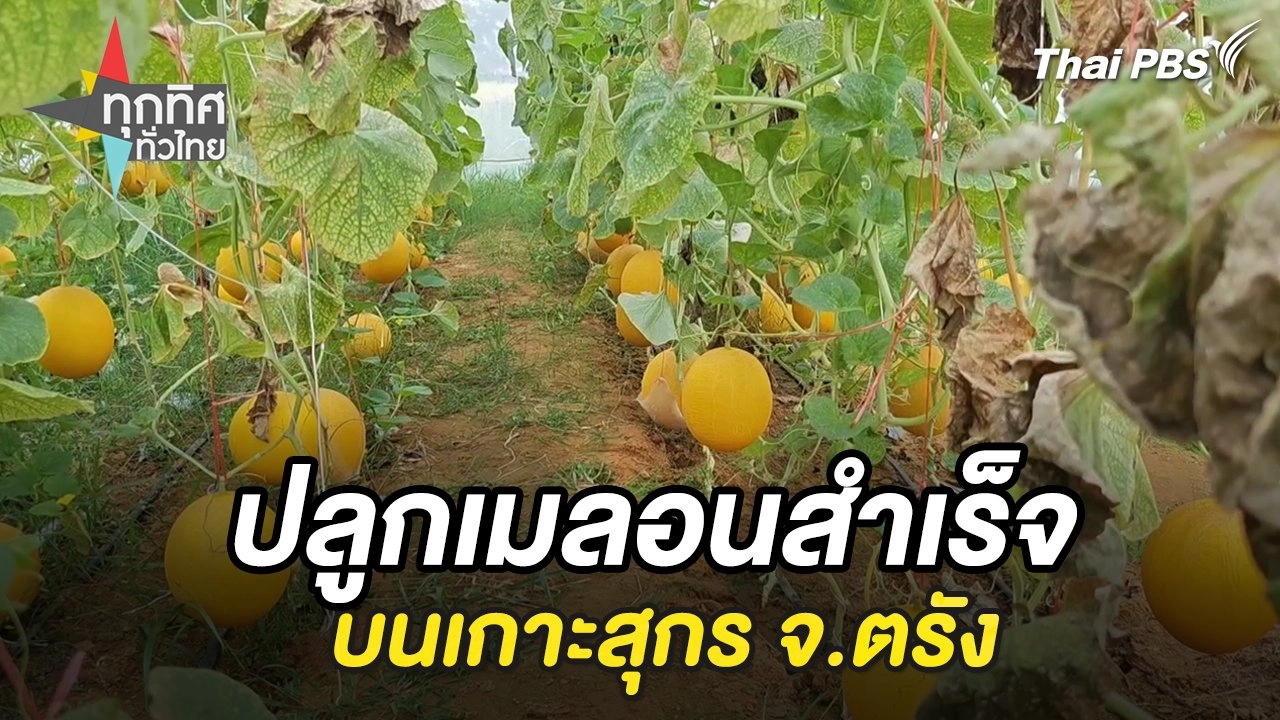 ปลูกเมลอนสำเร็จบนเกาะสุกร จ.ตรัง