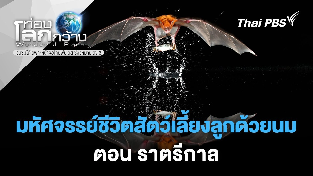 มหัศจรรย์ชีวิตสัตว์เลี้ยงลูกด้วยนม ตอน ราตรีกาล