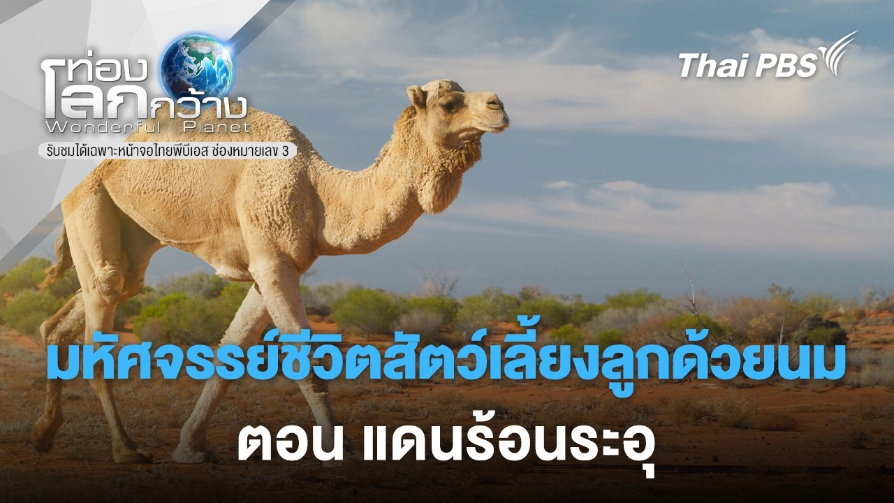 มหัศจรรย์ชีวิตสัตว์เลี้ยงลูกด้วยนม ตอน  แดนร้อนระอุ