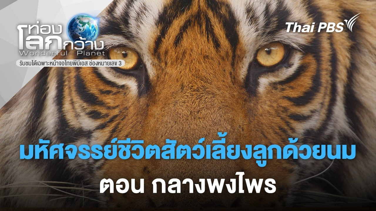 มหัศจรรย์ชีวิตสัตว์เลี้ยงลูกด้วยนม ตอน กลางพงไพร