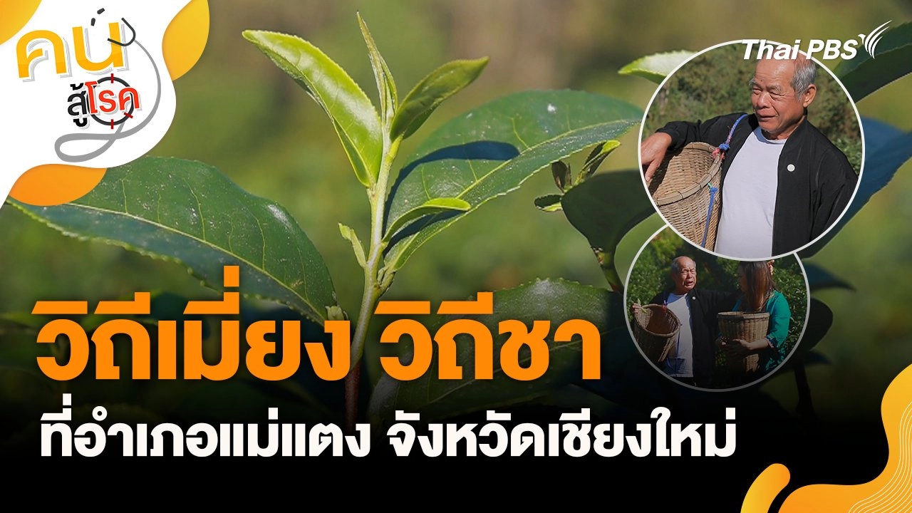 วิถีเมี่ยง วิถีชา