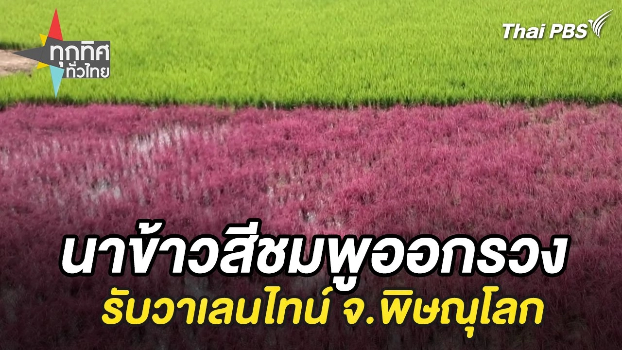 นาข้าวสีชมพูออกรวงรับวาเลนไทน์ จ.พิษณุโลก