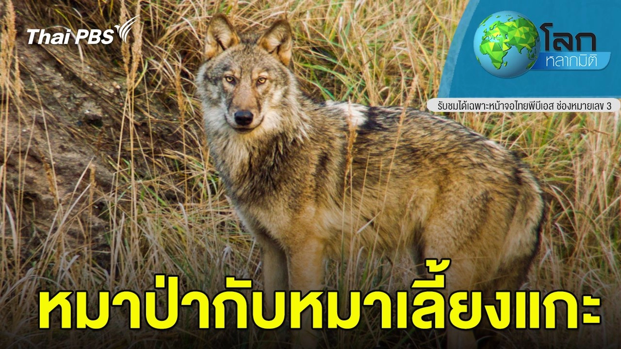 หมาป่ากับหมาเลี้ยงแกะ