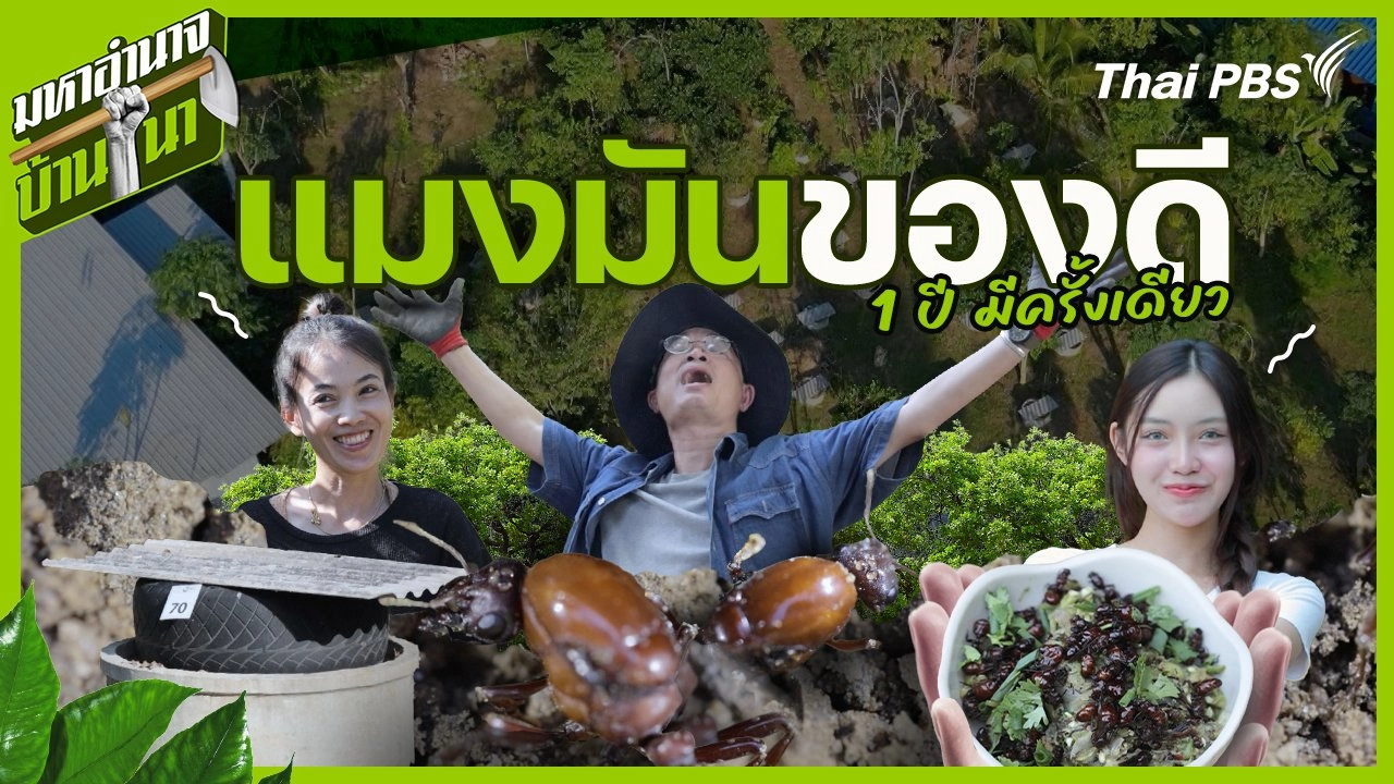 แมงมันของดี 1 ปีมีครั้งเดียว