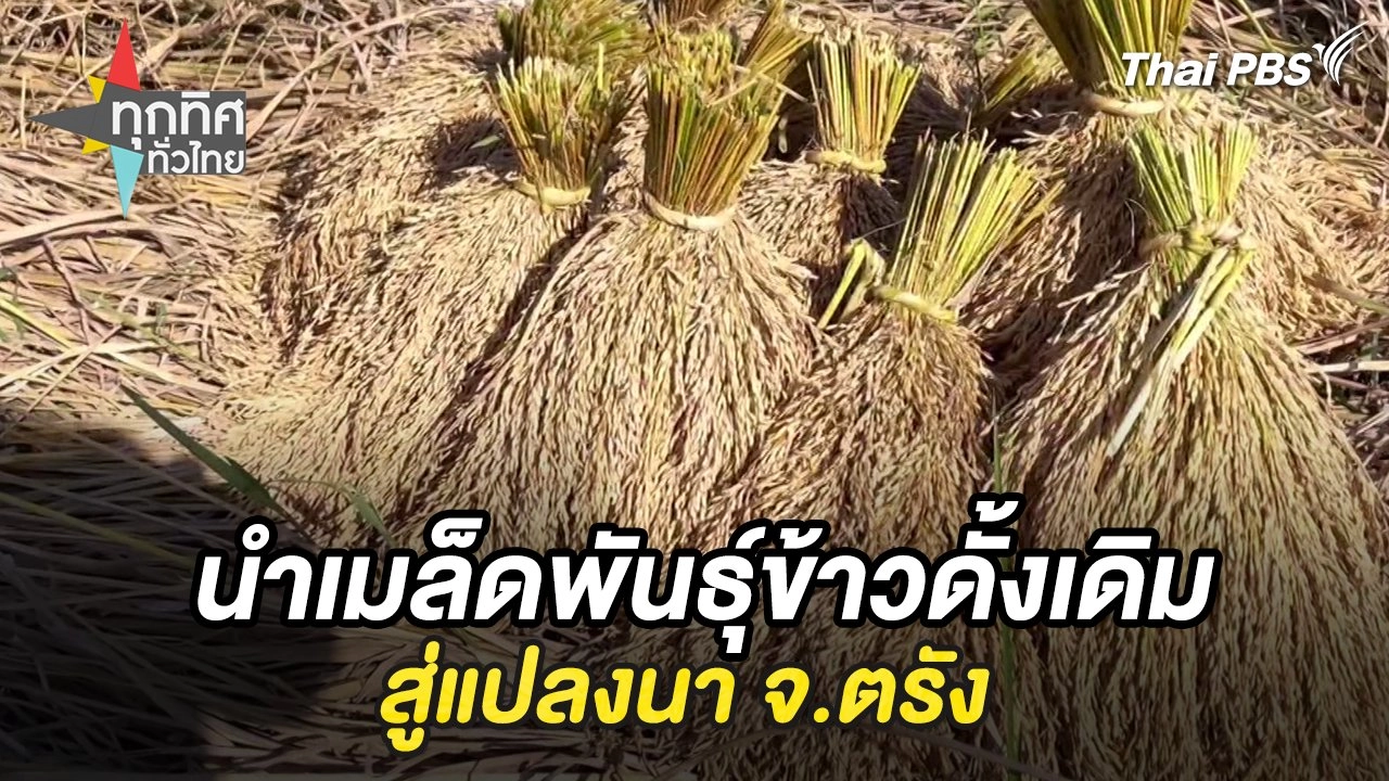 นำเมล็ดพันธุ์ข้าวดั้งเดิมสู่แปลงนา จ.ตรัง