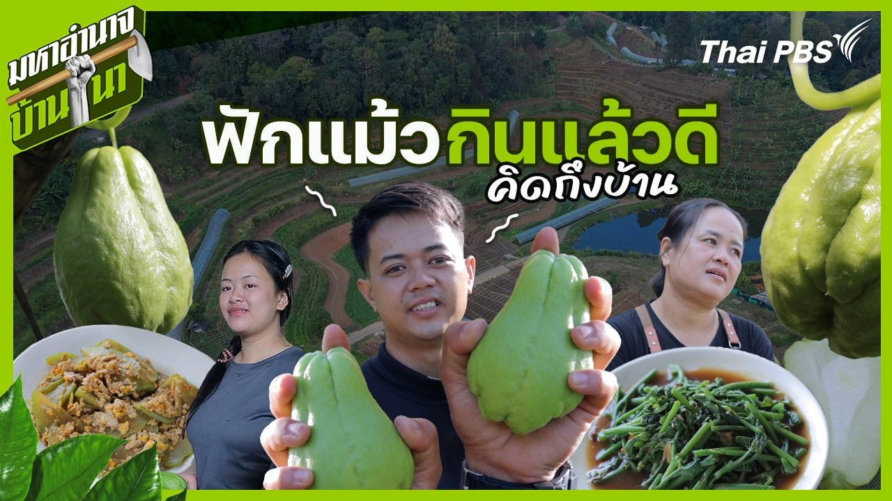 ฟักแม้ว กินแล้วดีคิดถึงบ้าน