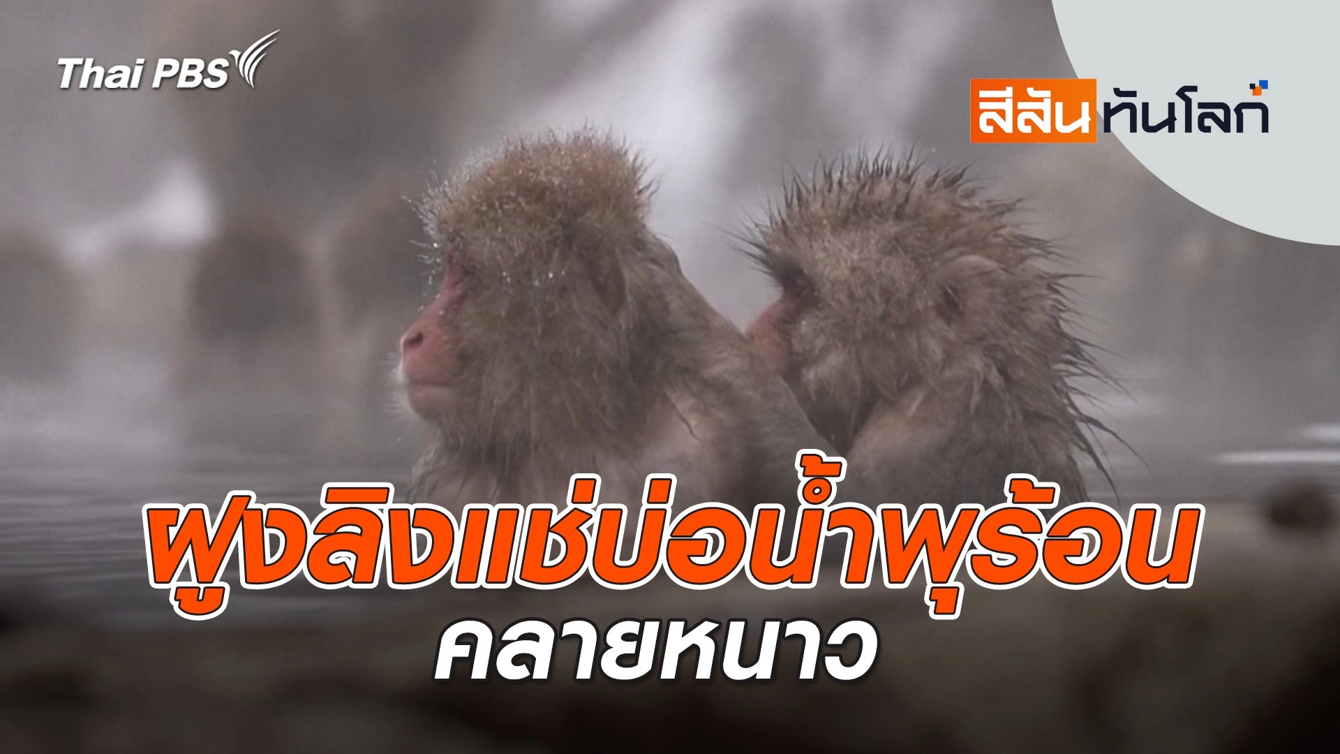 ฝูงลิงแช่บ่อน้ำพุร้อนคลายหนาว | 1 มี.ค. 68