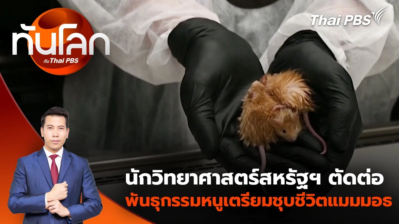 ​นักวิทยาศาสตร์สหรัฐฯ ตัดต่อพันธุกรรมหนูเตรียมชุบชีวิตแมมมอธ | 6 มี.ค. 68