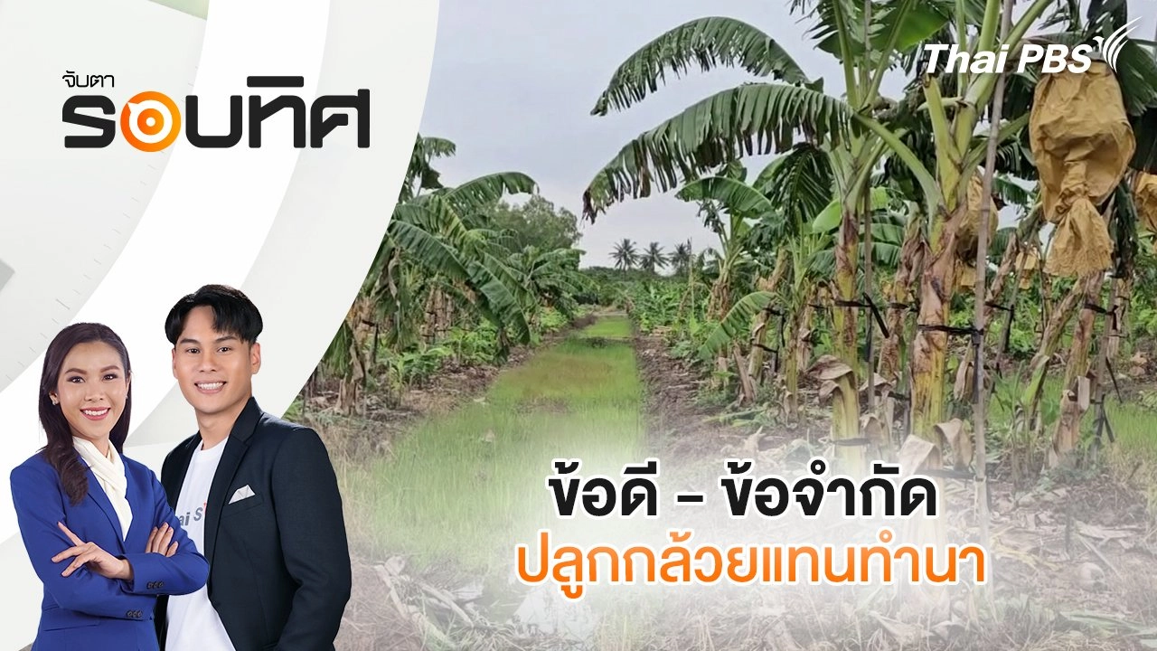 ข้อดี - ข้อจำกัด ปลูกกล้วยแทนทำนา | จับตารอบทิศ | 10 มี.ค. 68
