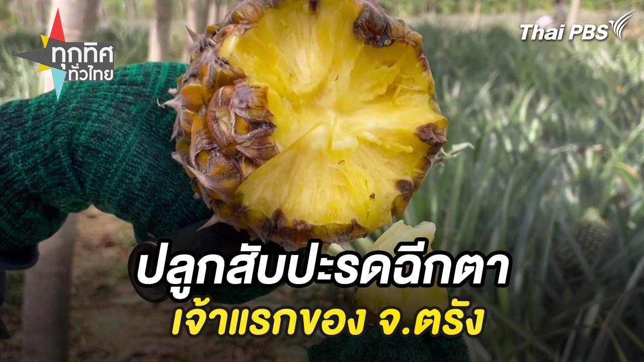 ปลูกสับปะรดฉีกตาเจ้าแรกของ จ.ตรัง