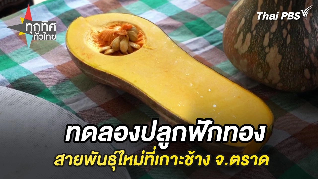 ทดลองปลูกฟักทองสายพันธุ์ใหม่ที่เกาะช้าง จ.ตราด