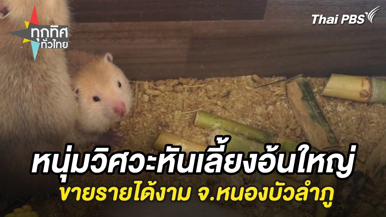 หนุ่มวิศวะหันเลี้ยงอ้นใหญ่ขายรายได้งาม จ.หนองบัวลำภู