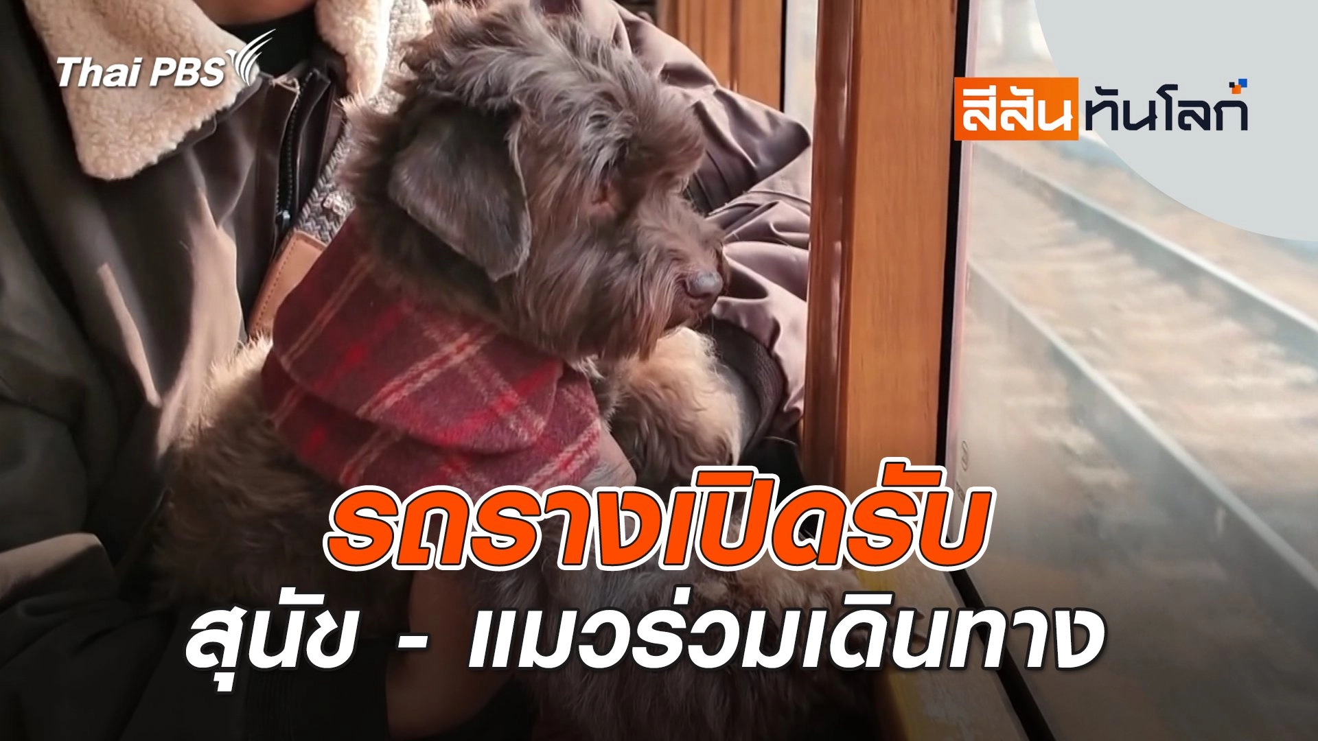 รถรางเปิดรับสุนัข - แมวร่วมเดินทาง | 5 เม.ย. 68
