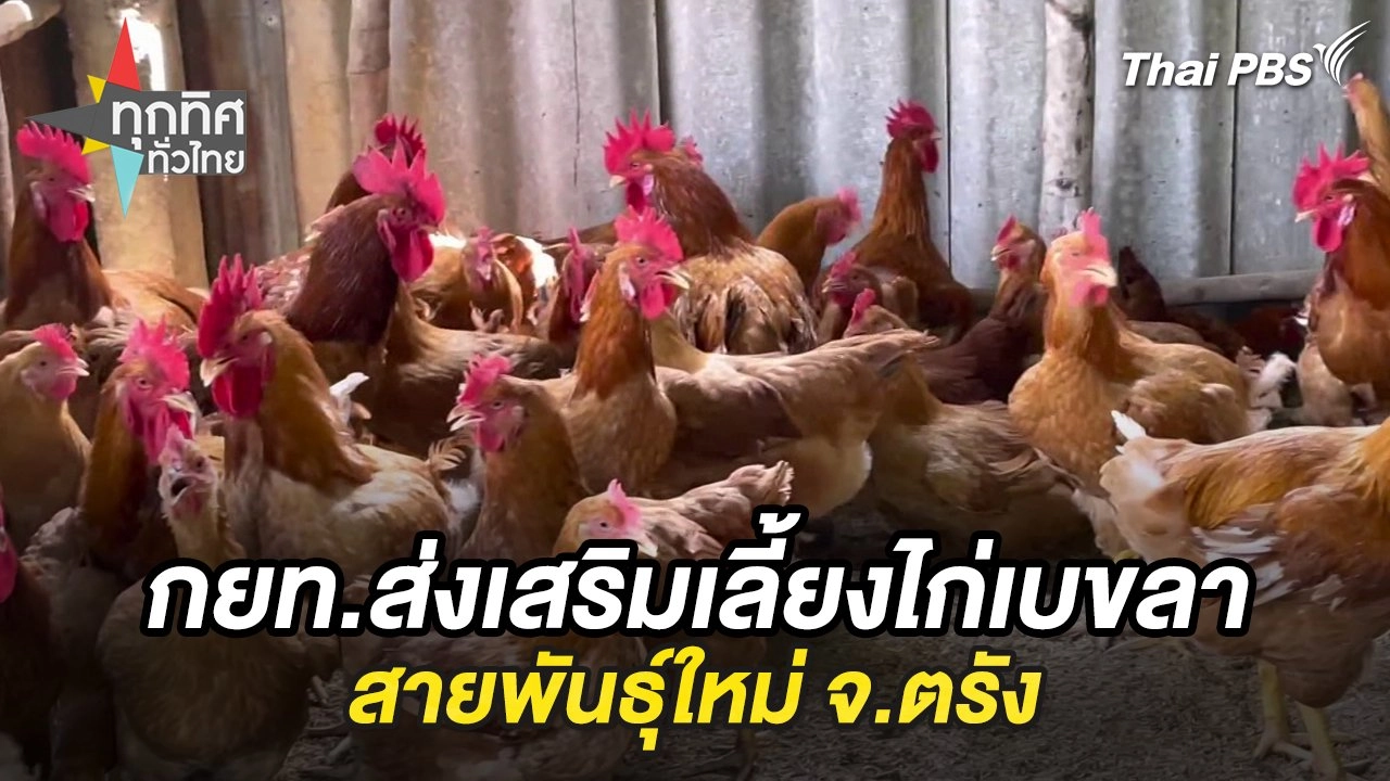 กยท.ส่งเสริมเลี้ยงไก่เบขลาสายพันธุ์ใหม่ จ.ตรัง