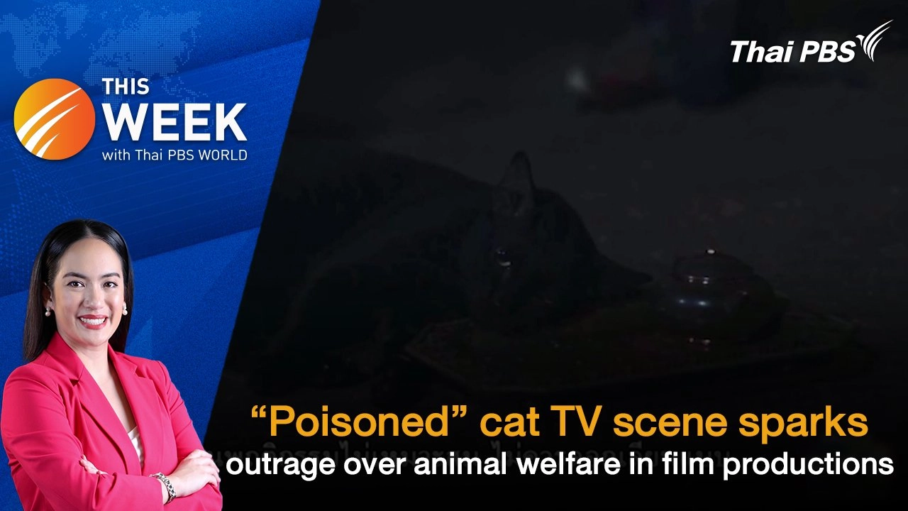“Poisoned” cat TV scene sparks outrage over animal welfare in film productions | 15 Nov 2024