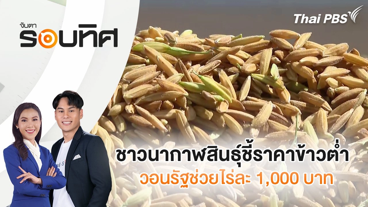 ชาวนากาฬสินธุ์ชี้ราคาข้าวต่ำ วอนรัฐช่วยไร่ละ 1,000 บาท | จับตารอบทิศ | 18 พ.ย. 67