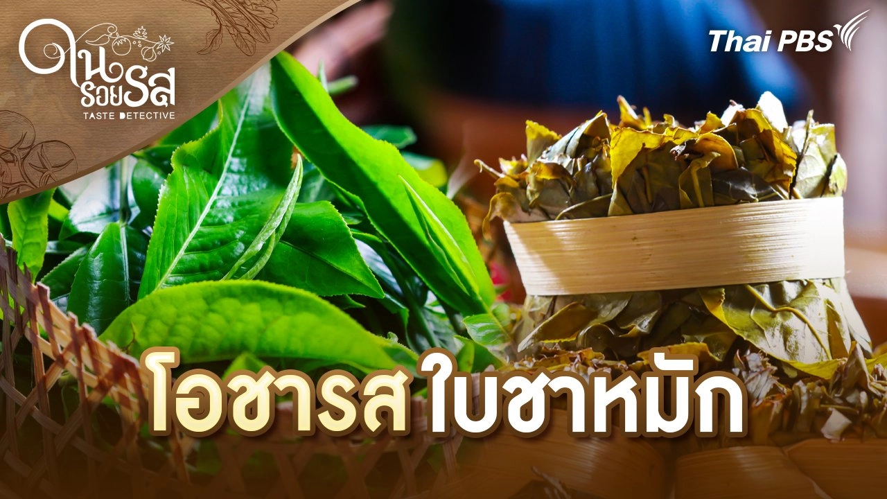 โอชารส ใบชาหมัก