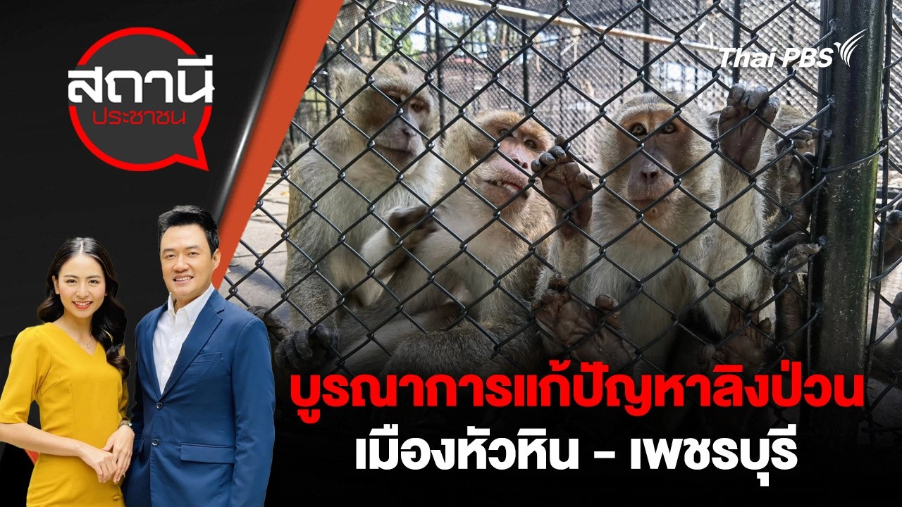 บูรณาการแก้ปัญหาลิงป่วนเมืองหัวหิน - เพชรบุรี