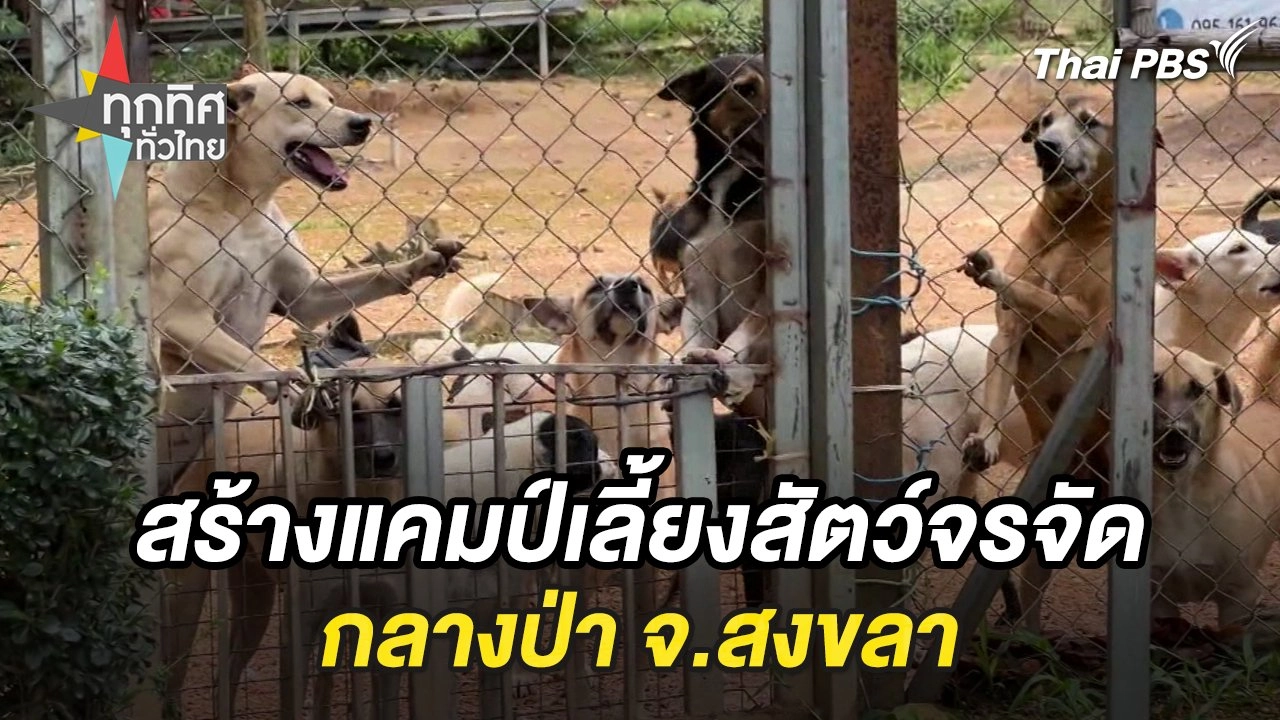 สร้างแคมป์เลี้ยงสัตว์จรจัดกลางป่า จ.สงขลา