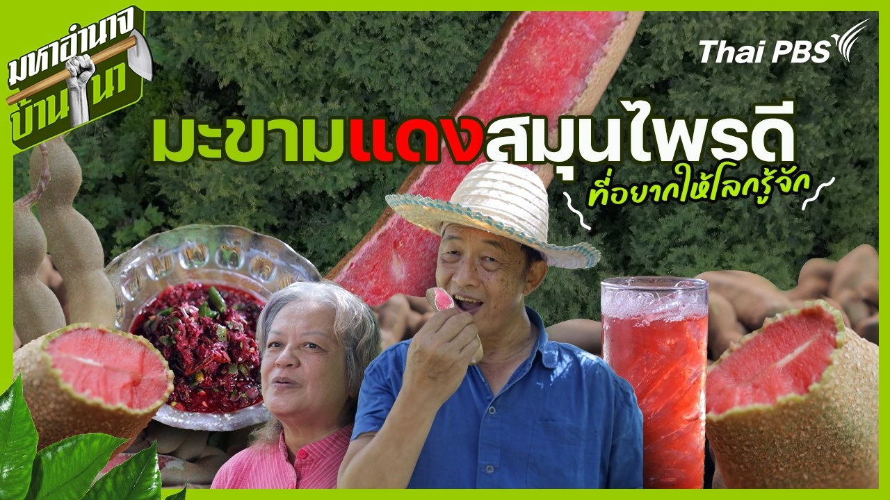 "มะขามแดง" สมุนไพรดี ที่อยากให้โลกรู้จัก