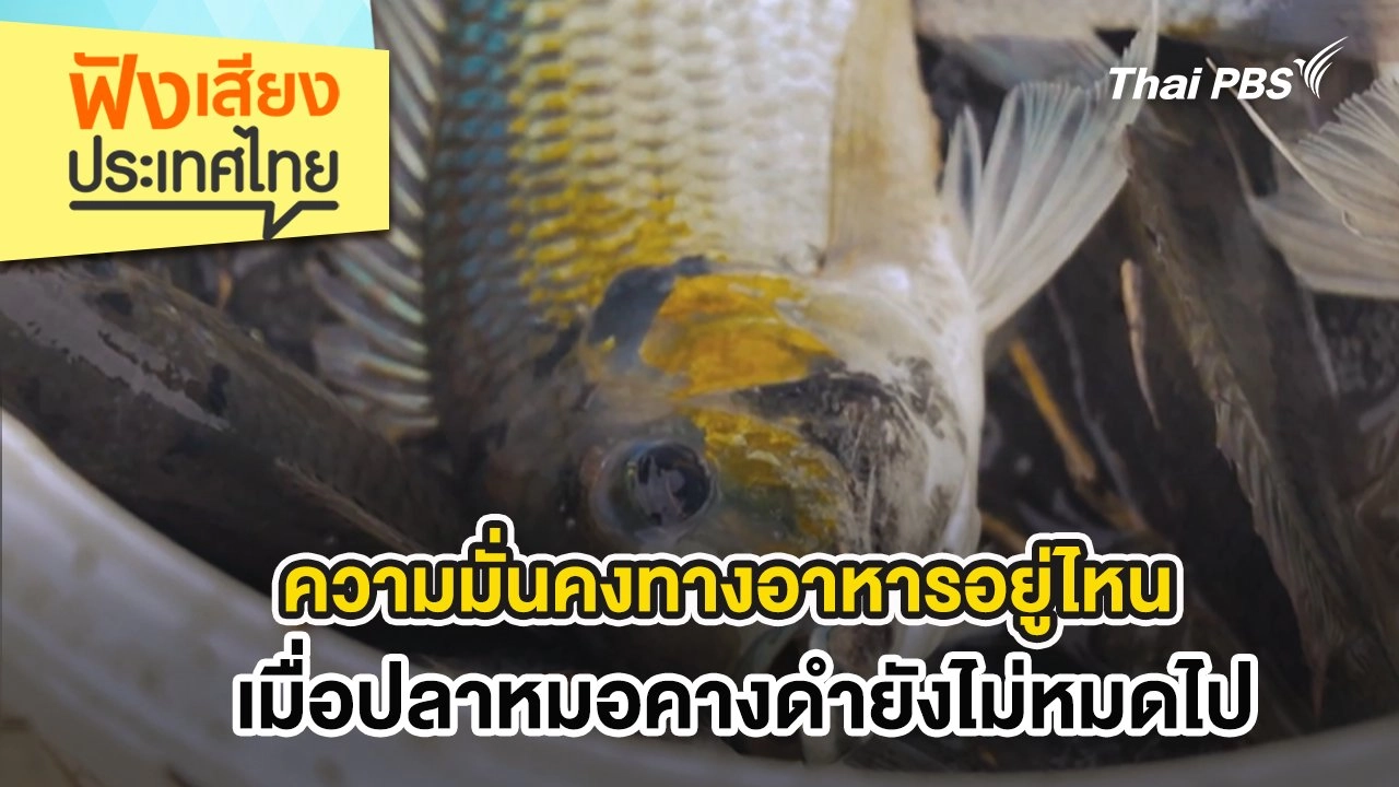 ความมั่นคงทางอาหารอยู่ไหน เมื่อปลาหมอคางดำยังไม่หมดไป