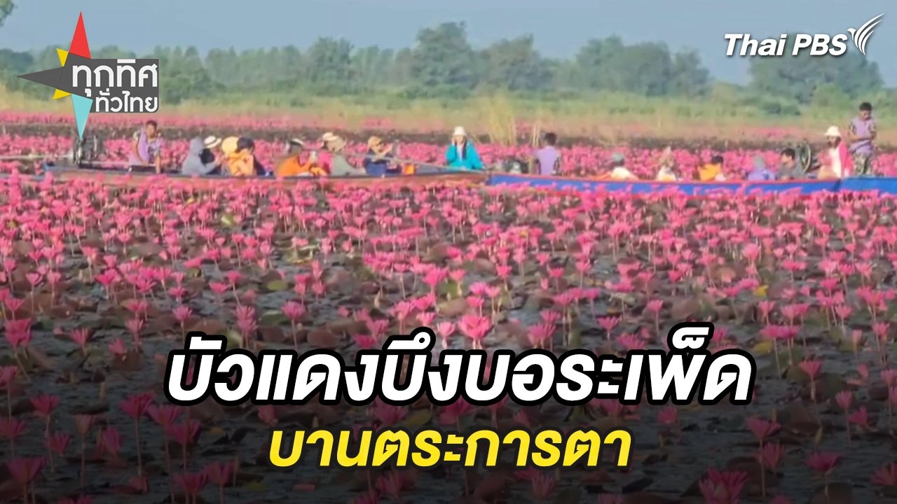 บัวแดงบึงบอระเพ็ดบานตระการตา