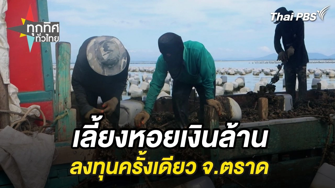 เลี้ยงหอยเงินล้านลงทุนครั้งเดียว จ.ตราด