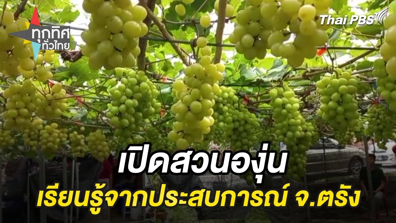 เปิดสวนองุ่นเรียนรู้จากประสบการณ์ จ.ตรัง