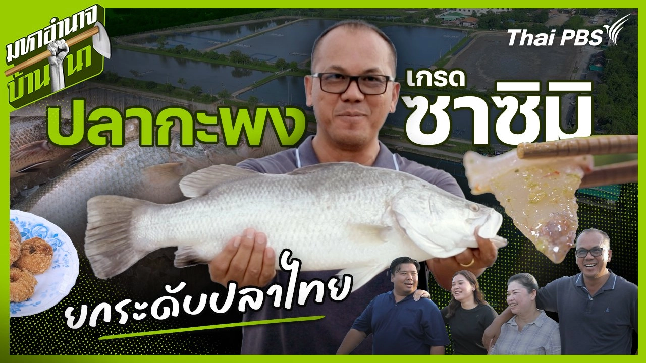 ปลากะพงเกรดซาชิมิ ยกระดับปลาไทย