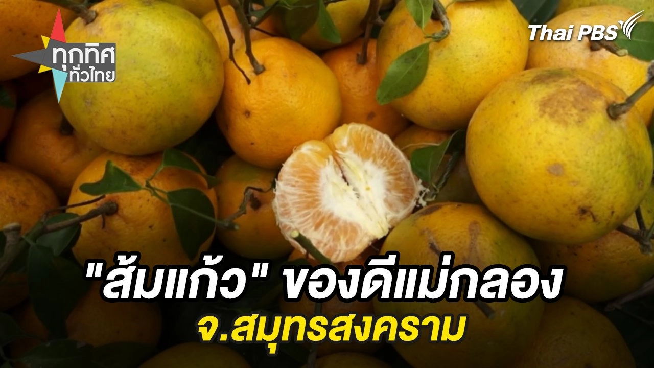 "ส้มแก้ว" ของดี อ.แม่กลอง จ.สมุทรสงคราม