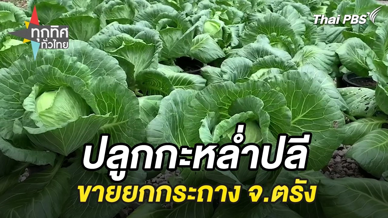 ปลูกกะหล่ำปลีขายยกกระถาง จ.ตรัง