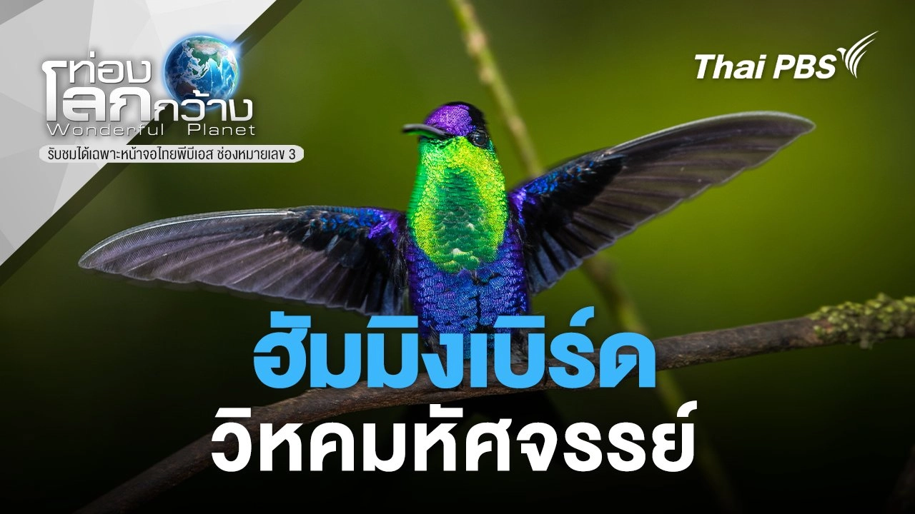 ฮัมมิงเบิร์ด...วิหคมหัศจรรย์
