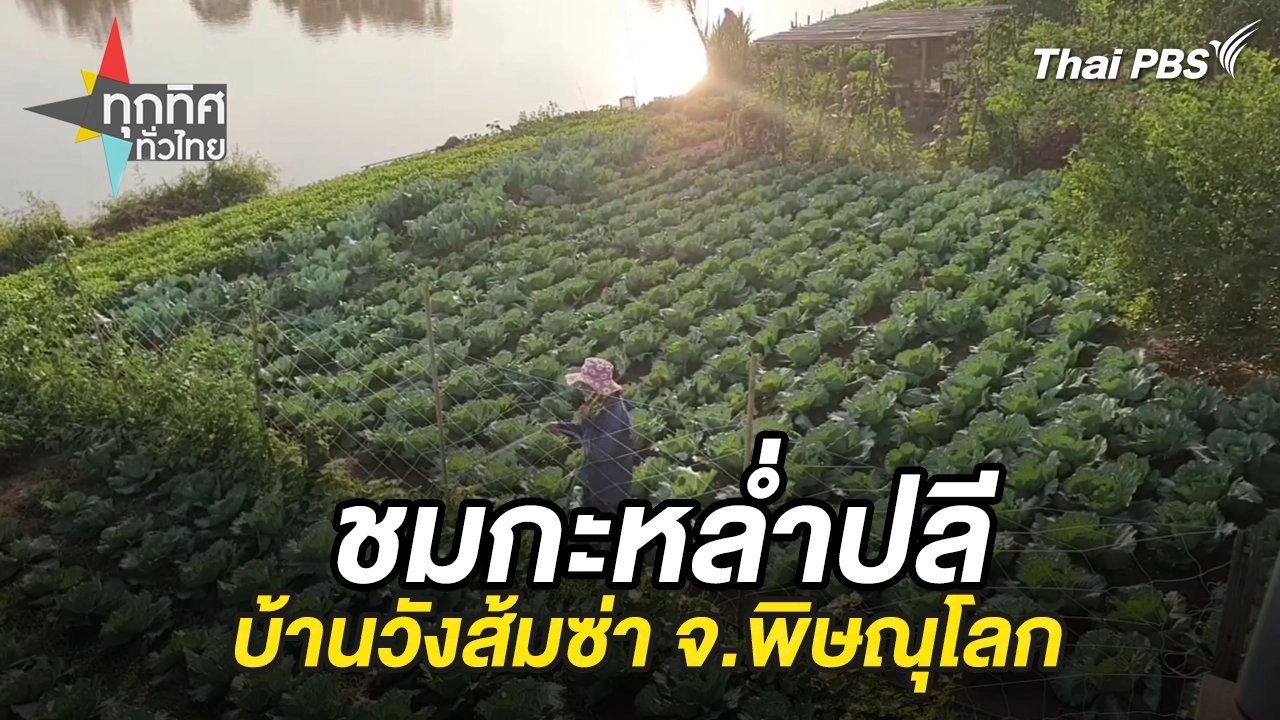 ชมกะหล่ำปลีบ้านวังส้มซ่า จ.พิษณุโลก