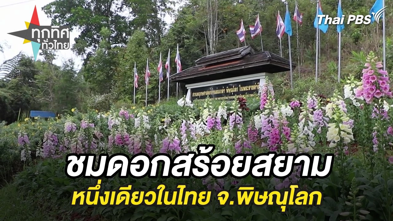ชมดอกสร้อยสยามหนึ่งเดียวในไทย จ.พิษณุโลก