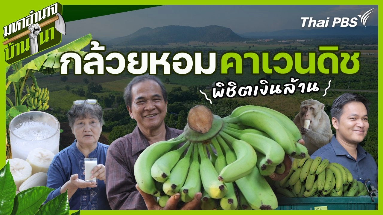 กล้วยหอมคาเวนดิช พิชิตเงินล้าน