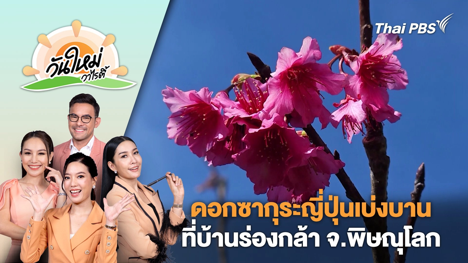ดอกซากุระญี่ปุ่นเบ่งบานที่บ้านร่องกล้า จ.พิษณุโลก | วันใหม่วาไรตี้ | 27 ธ.ค. 67