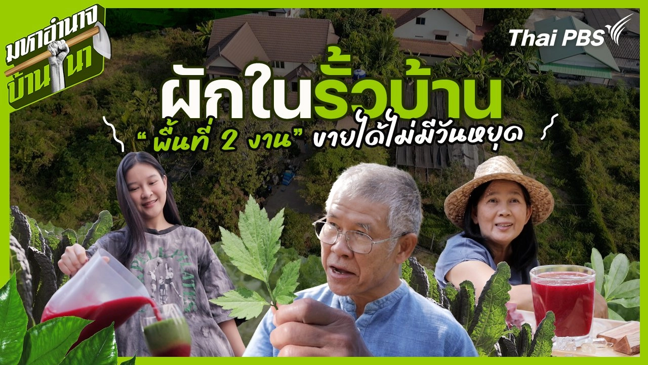 ผักในรั้วบ้าน 2 งาน ขายได้ไม่มีวันหยุด