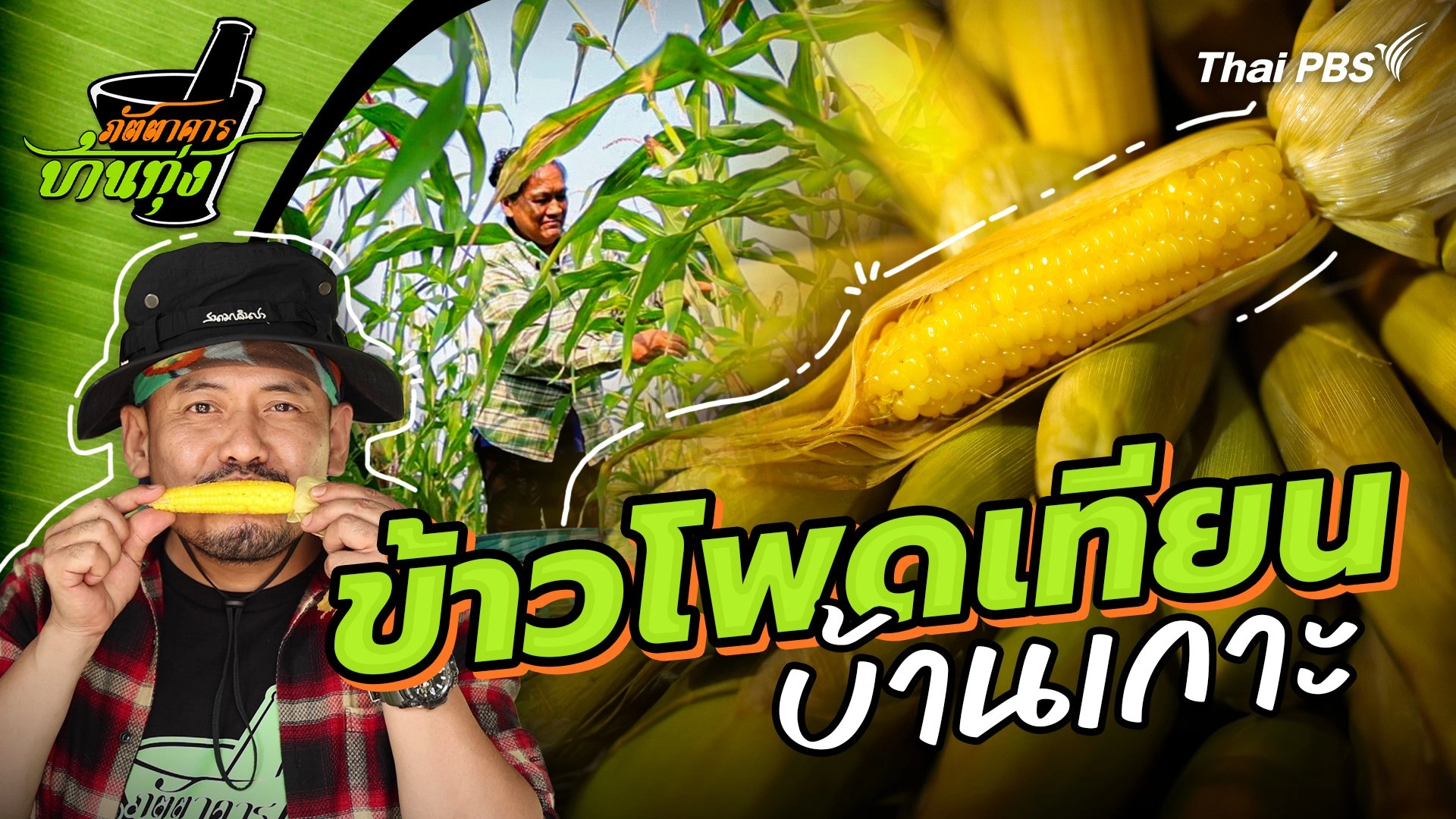 ข้าวโพดเทียนบ้านเกาะ