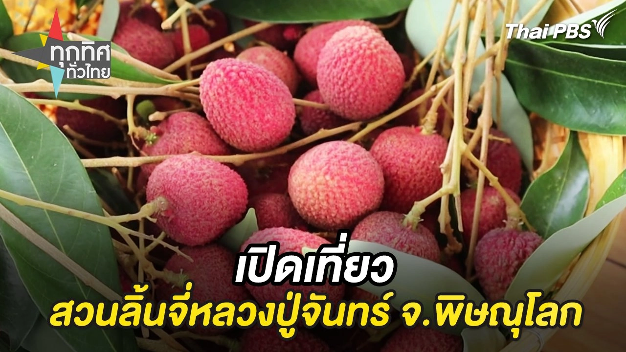 เปิดเที่ยวสวนลิ้นจี่หลวงปู่จันทร์ จ.พิษณุโลก