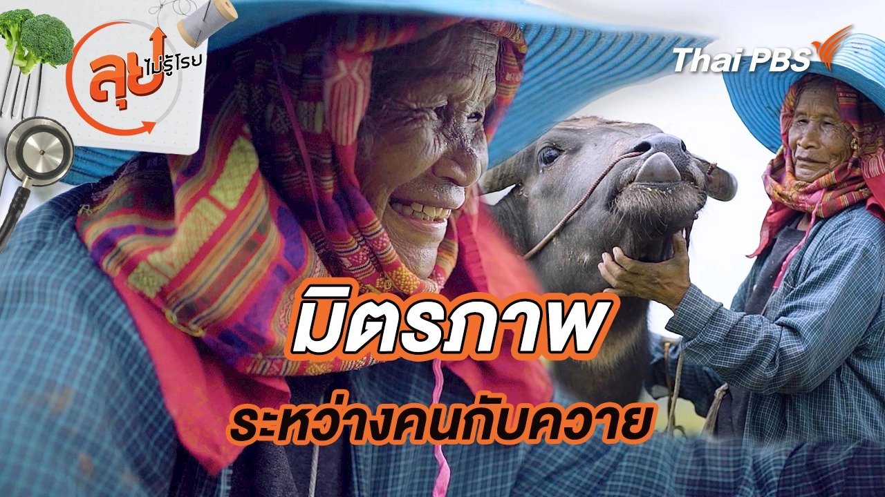 มิตรภาพระหว่างคนกับควาย