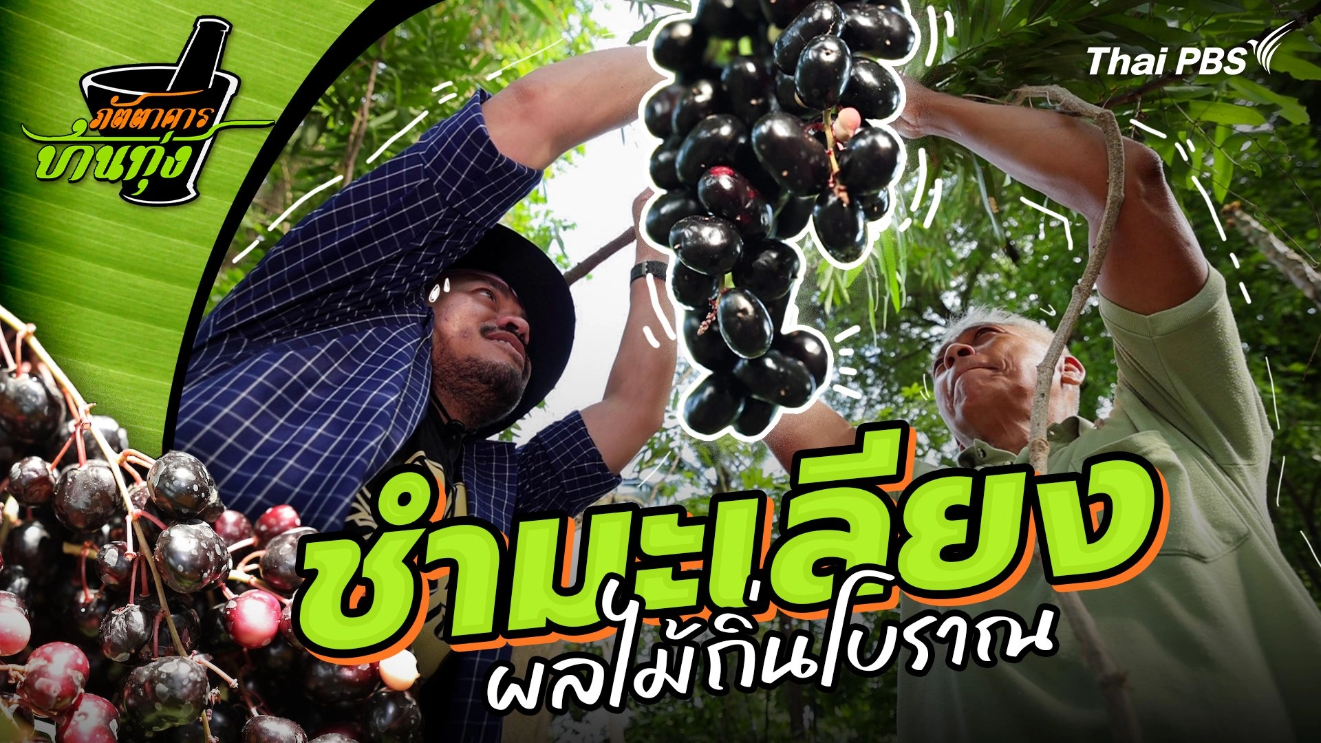 ชำมะเลียง